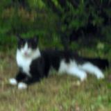 Foto del gato perdido en Boisset Et Gaujac