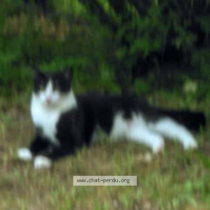 Foto 1/1 Félix Chat perdido en Boisset et gaujac