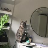 Foto del gato perdido en Cuincy