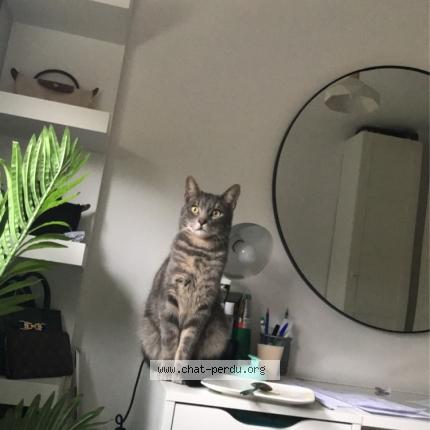 Foto 1/1 Simba Chat perdido en Cuincy