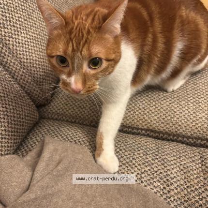 Foto 1/1 Toulouse Chat perdido en Sangue