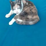 Foto del gato perdido en Verquin