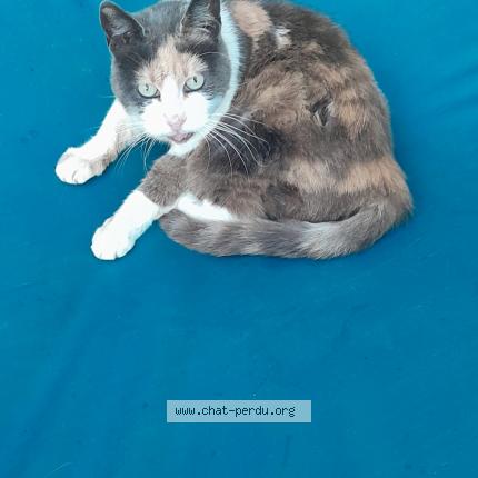 Foto 1/1 Grimace Chat perdido en Verquin