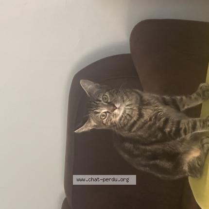 Foto 1/1 Mimine Chat perdido en Grand champ