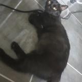 Foto del gato perdido en La Chapelle En Serval