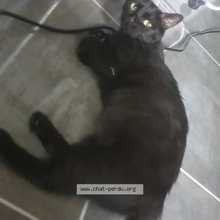 Foto 1/1 Tigresse Chat perdido en La chapelle en serval