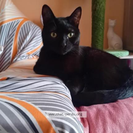 Foto 1/1 TAYO Chat perdido en Nimes