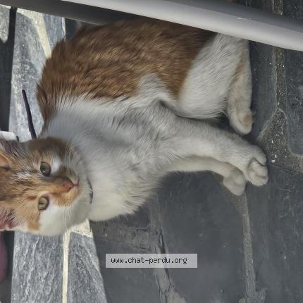 Foto 1/1 Gato encontrado Encontrado en Lannion