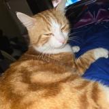 Foto del gato perdido en Dompierre Sur Charente