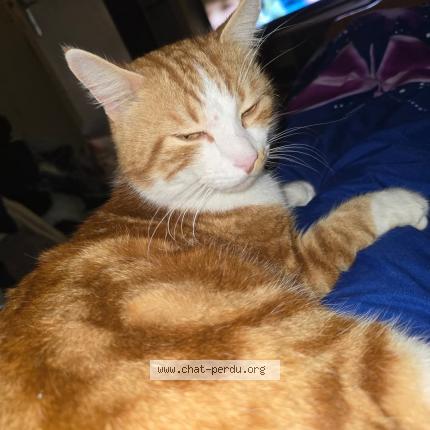 Foto 1/1 Georges Chat perdido en Dompierre sur charente