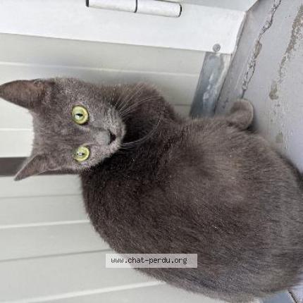 Foto 1/1 Gato encontrado Encontrado en Wattrelos