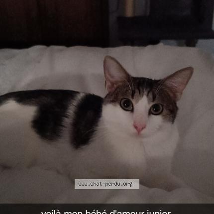 Foto 1/1 Gato encontrado Encontrado en Bourg les valence