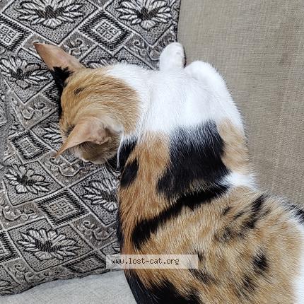 Foto 1/1 Nuna Chat perdido en Thane