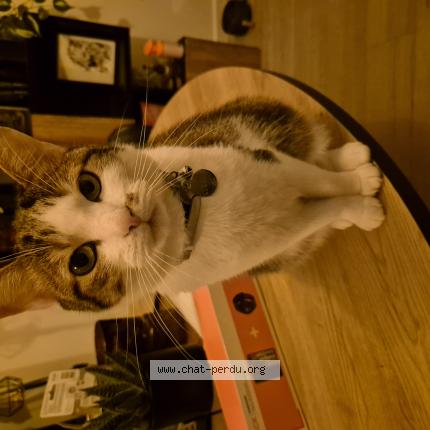 Foto 1/1 Kurama Chat perdido en Saint jean de boiseau