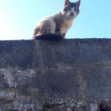Foto de gato encontrado en Le Cateau Cambresis