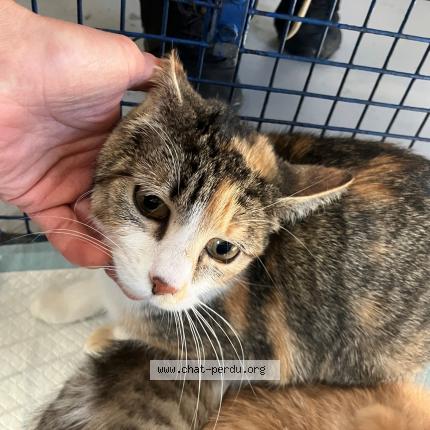 Foto 1/1 Gato encontrado Encontrado en Tourcoing