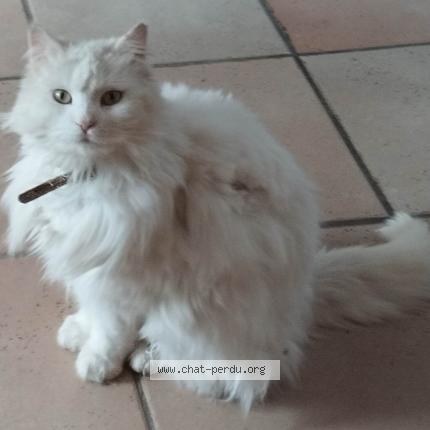 Foto 1/1 Zouzou Chat perdido en Saint symphorien de lay