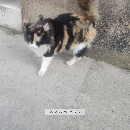 Foto 1/1 Gato encontrado Encontrado en Marseille