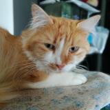 Foto del gato perdido en Lyon