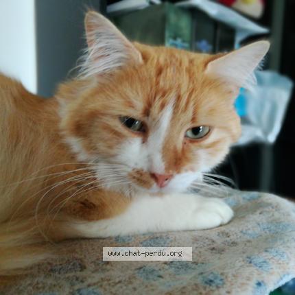 Foto 1/1 Chumni Chat perdido en Lyon