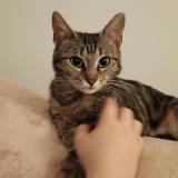 Foto del gato perdido en Paris