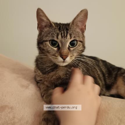 Foto 1/1 Tigrette Chat perdido en Paris