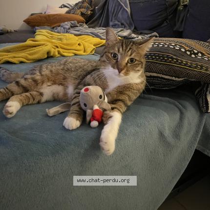 Foto 1/1 Tika Chat perdido en Limony