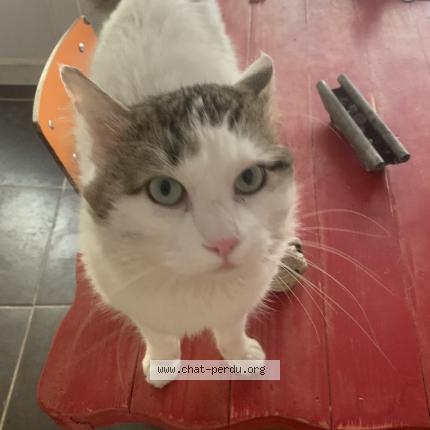 Foto 1/1 Bouboule Chat perdido en Aigues vives