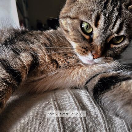 Foto 1/1 Tia Chat perdido en Rantigny