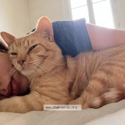 Foto 1/1 Abel Chat perdido en Lyon