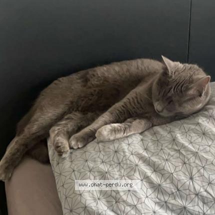 Foto 1/1 LYA Chat perdido en Trets