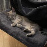 Foto del gato perdido en Saint Paul Cap De Joux