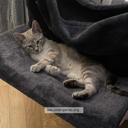 Foto 1/1 Gato encontrado Perdido en Saint paul cap de joux