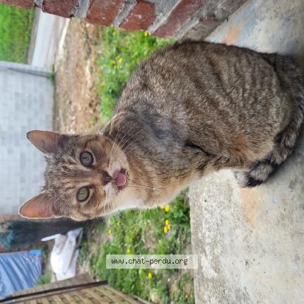 Foto 1/1 Mimi Chat perdido en Louvencourt