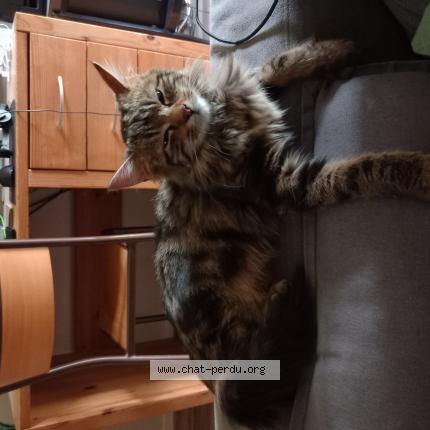 Foto 1/1 Mimiche Chat perdido en Auffay
