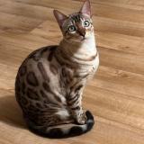 Foto del gato perdido en Vernouillet