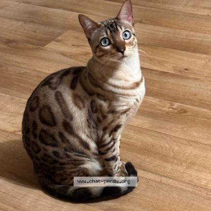 Foto 1/1 Caramel Chat perdido en Vernouillet