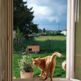 Foto del gato perdido en Ennordres