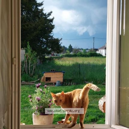 Foto 1/1 Tigrou Chat perdido en Ennordres