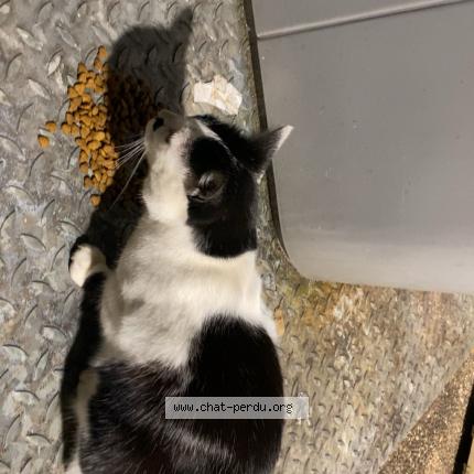 Foto 1/1 Gato encontrado Encontrado en Poitiers