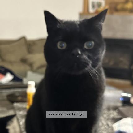 Foto 1/1 Monster Chat perdido en Tres saint redempteur