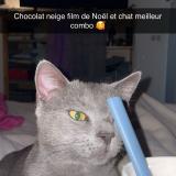 Foto del gato perdido en La Machinr