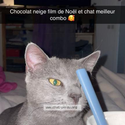 Foto 2/2 BOB Chat perdido en La machinr