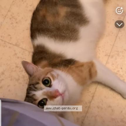 Foto 1/1 Miyou Chat perdido en Desertines
