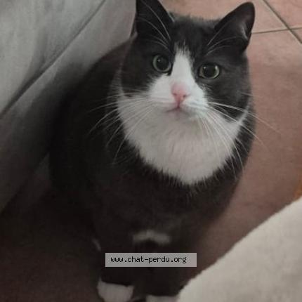 Foto 1/1 Plume Chat perdido en Bois d arcy