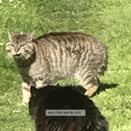 Foto 1/1 Gato encontrado Encontrado en Lansac