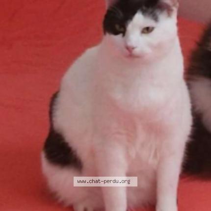 Foto 1/1 Kity Chat perdido en Hagetmau