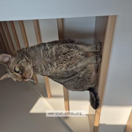 Foto 1/1 Oscar Chat perdido en Morsang sur orge