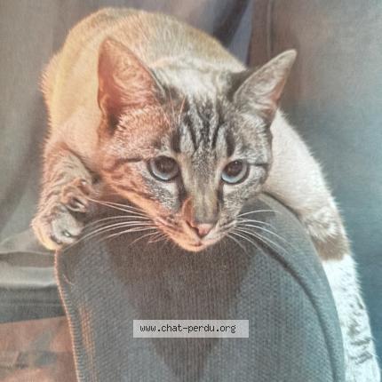 Foto 1/1 Nesquik Chat perdido en Saint philbert de bouaine