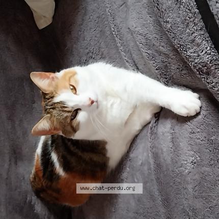 Foto 1/1 Choupette Chat perdido en Machy